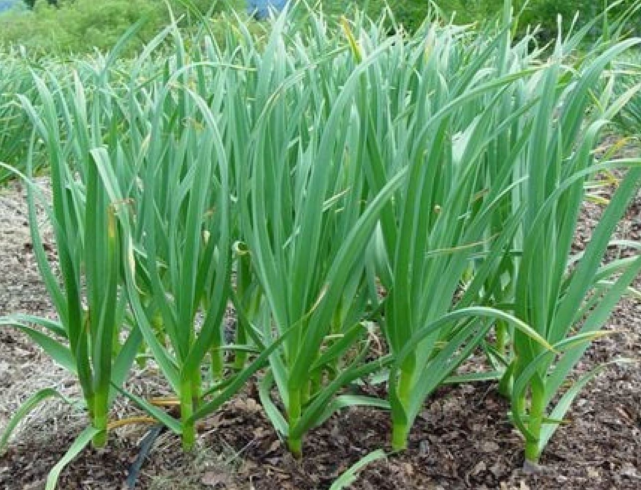 H&agrave;nh v&agrave; hẹ