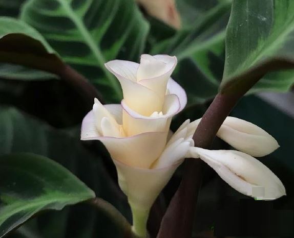 Hoa của cây Đuôi Phụng