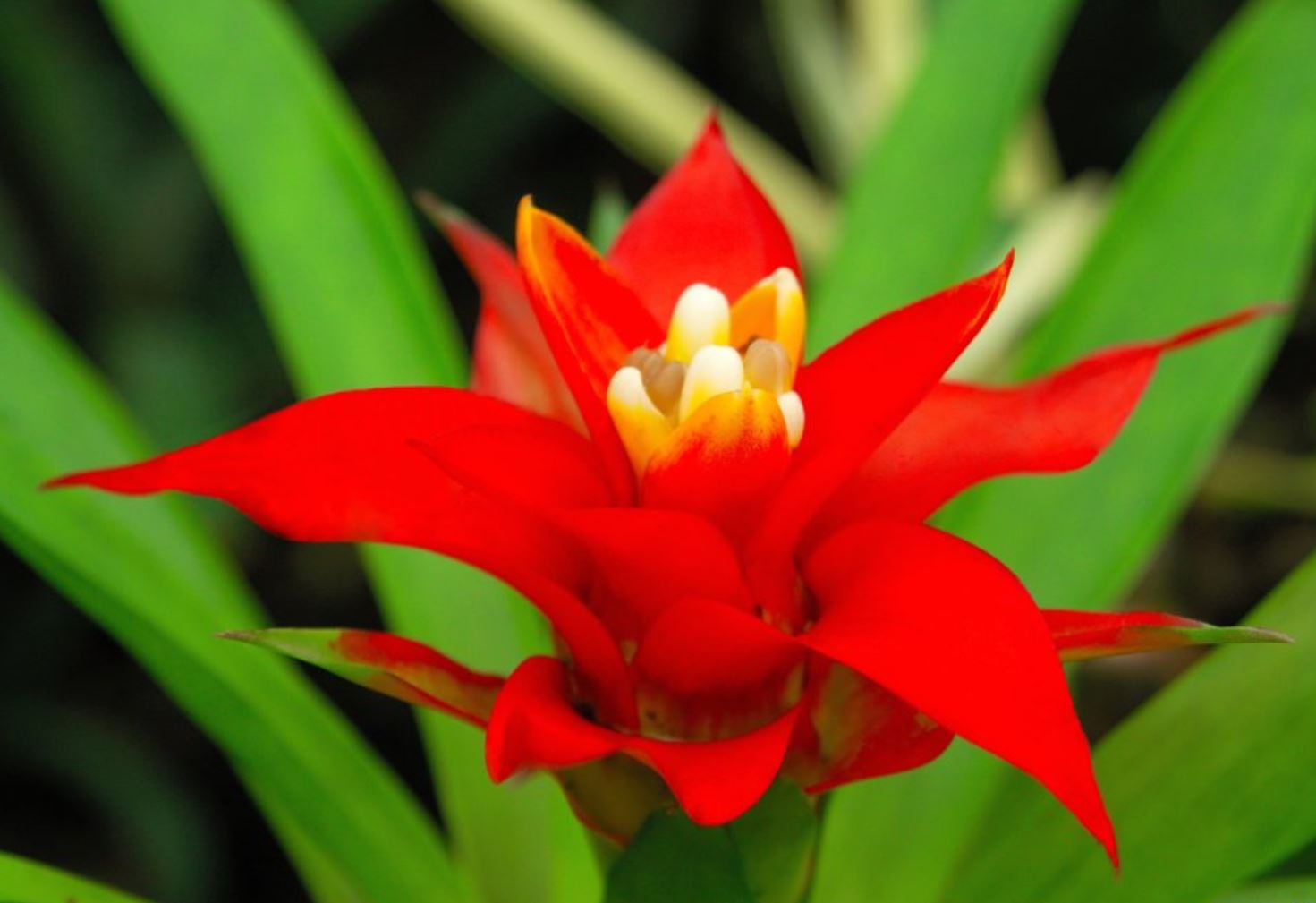 Hoa của cây Phong Lộc Lan