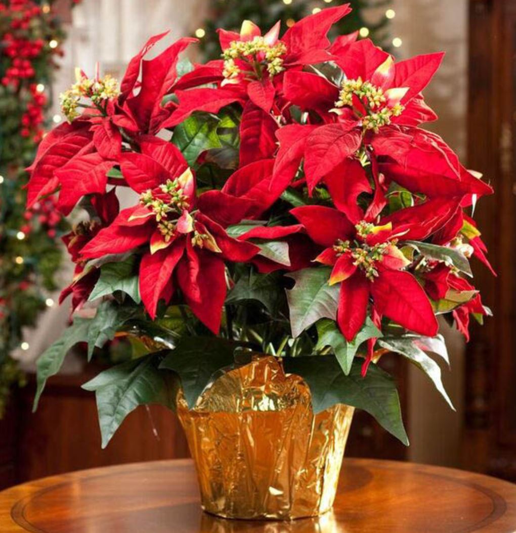 Hoa của c&acirc;y Trạng Nguy&ecirc;n c&oacute; k&iacute;ch thước nhỏ m&agrave;u v&agrave;ng