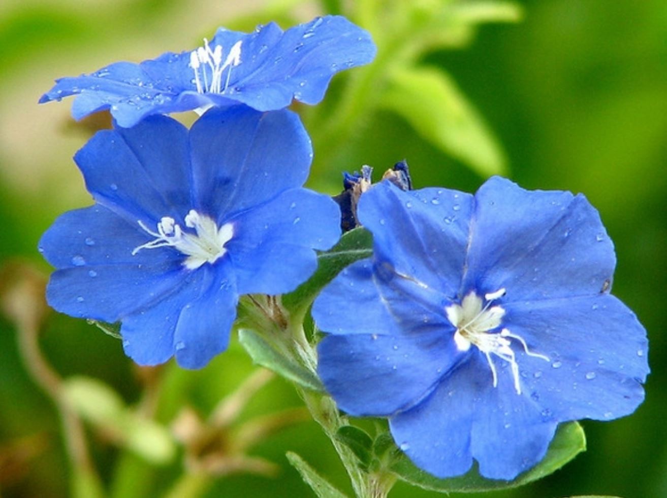 Hoa Thanh Tú nở quanh năm với 5 cánh hoa nhỏ xinh