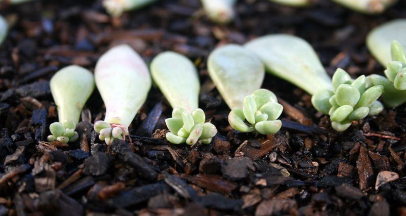 Hướng dẫn nhân giống sen đá