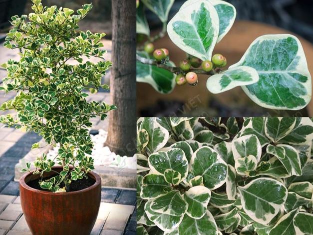 L&aacute; của c&acirc;y Đa Tam Ph&uacute;c