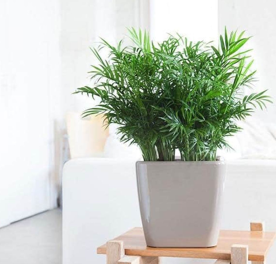 Lợi ích của cây Cau Tiểu Trâm