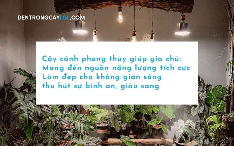 Trồng cây phong thủy trong nhà giúp mang đến những điều tích cực và sung túc cho gia chủ
