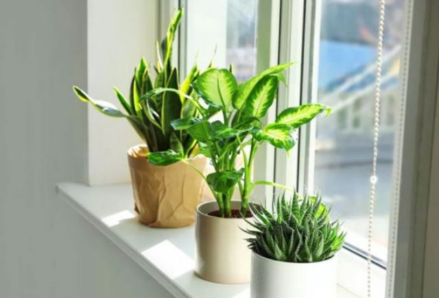 Những lưu ý khi chăm sóc cây Thanh Lam