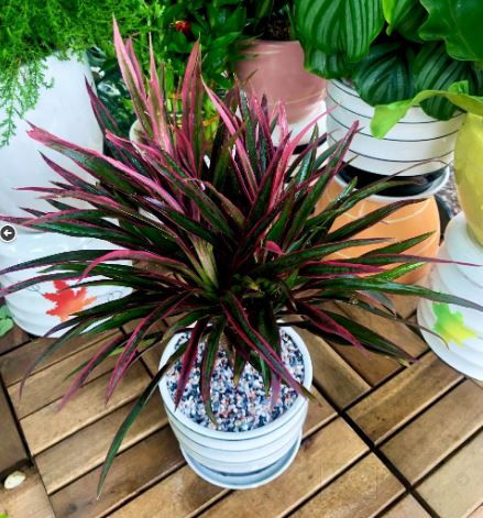 Lưu &yacute; khi trồng v&agrave; chăm s&oacute;c c&acirc;y &Aacute;nh Dương