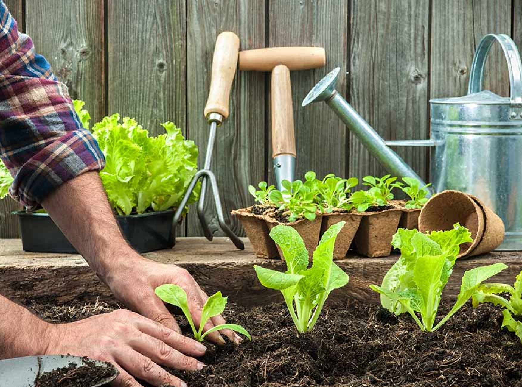 Lưu &yacute; khi trồng c&acirc;y rau ưa b&oacute;ng r&acirc;m