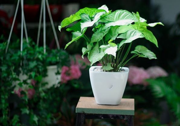 Lưu ý khi trồng cây Tróc Bạc