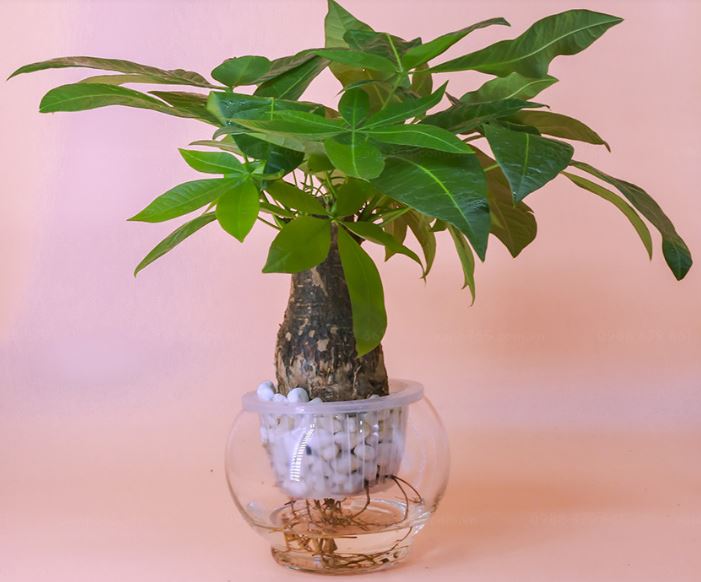 Lưu &yacute; c&aacute;ch trồng v&agrave; chăm s&oacute;c c&acirc;y Kim Ng&acirc;n