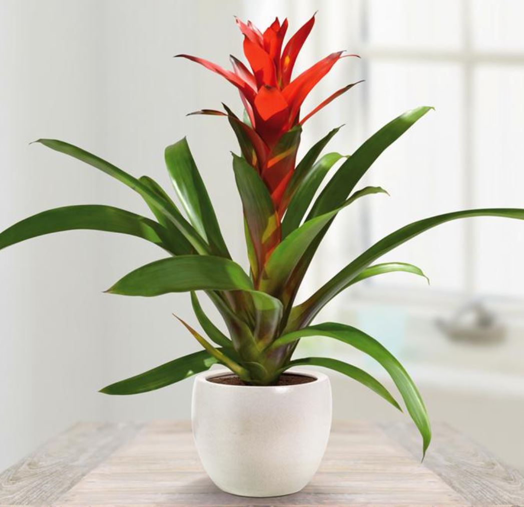 Nguồn gốc cây Phong Lộc Hoa