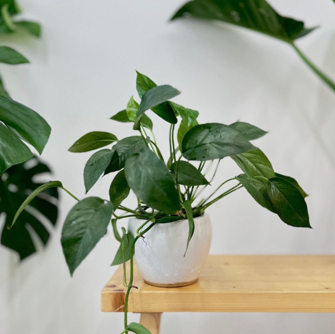 Nguồn gốc của Cây Trầu Bà