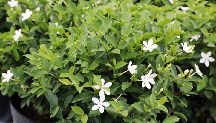 Nguồn gốc của c&acirc;y Mai Chỉ Thi&ecirc;n