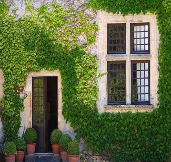 Bức tường ấn tượng từ Cây Vẩy Ốc