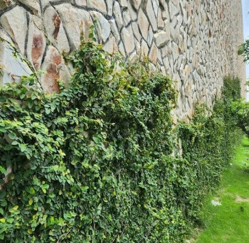 Bức tường ấn tượng từ Cây Vẩy Ốc