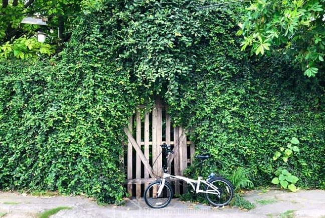 Bức tường ấn tượng từ Cây Vẩy Ốc