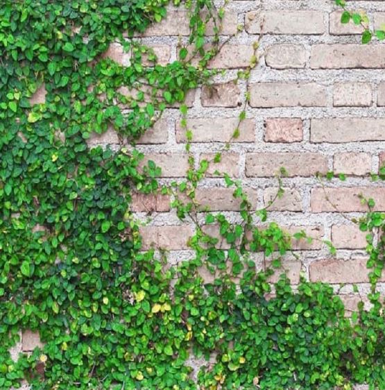 Bức tường ấn tượng từ Cây Vẩy Ốc