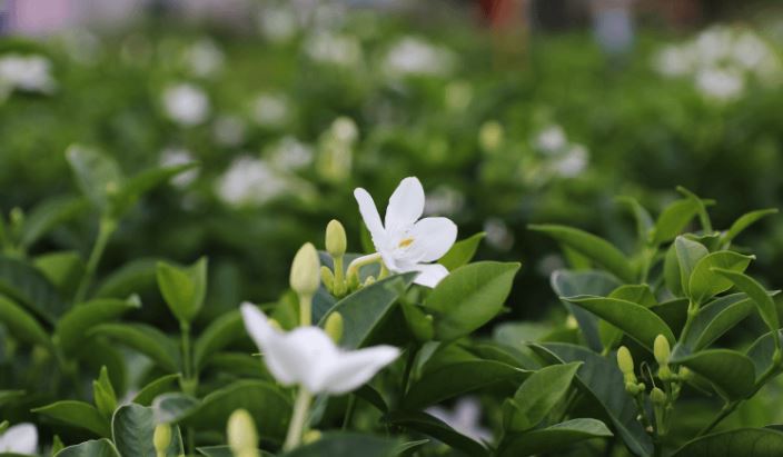Những lưu &yacute; khi trồng c&acirc;y Mai Chỉ Thi&ecirc;n
