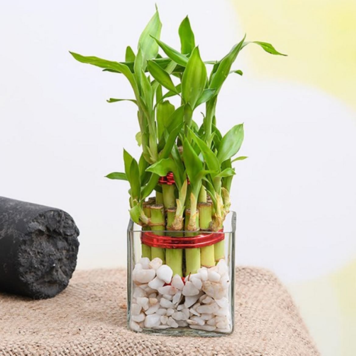 Những lưu ý khi trồng cây Trúc Phú Quý