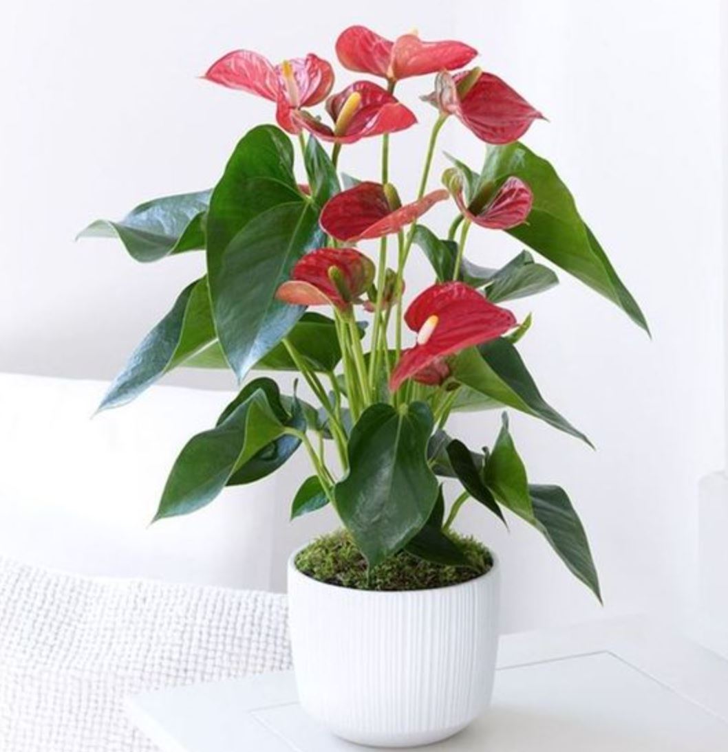 Ph&acirc;n loại c&acirc;y Hồng M&ocirc;n