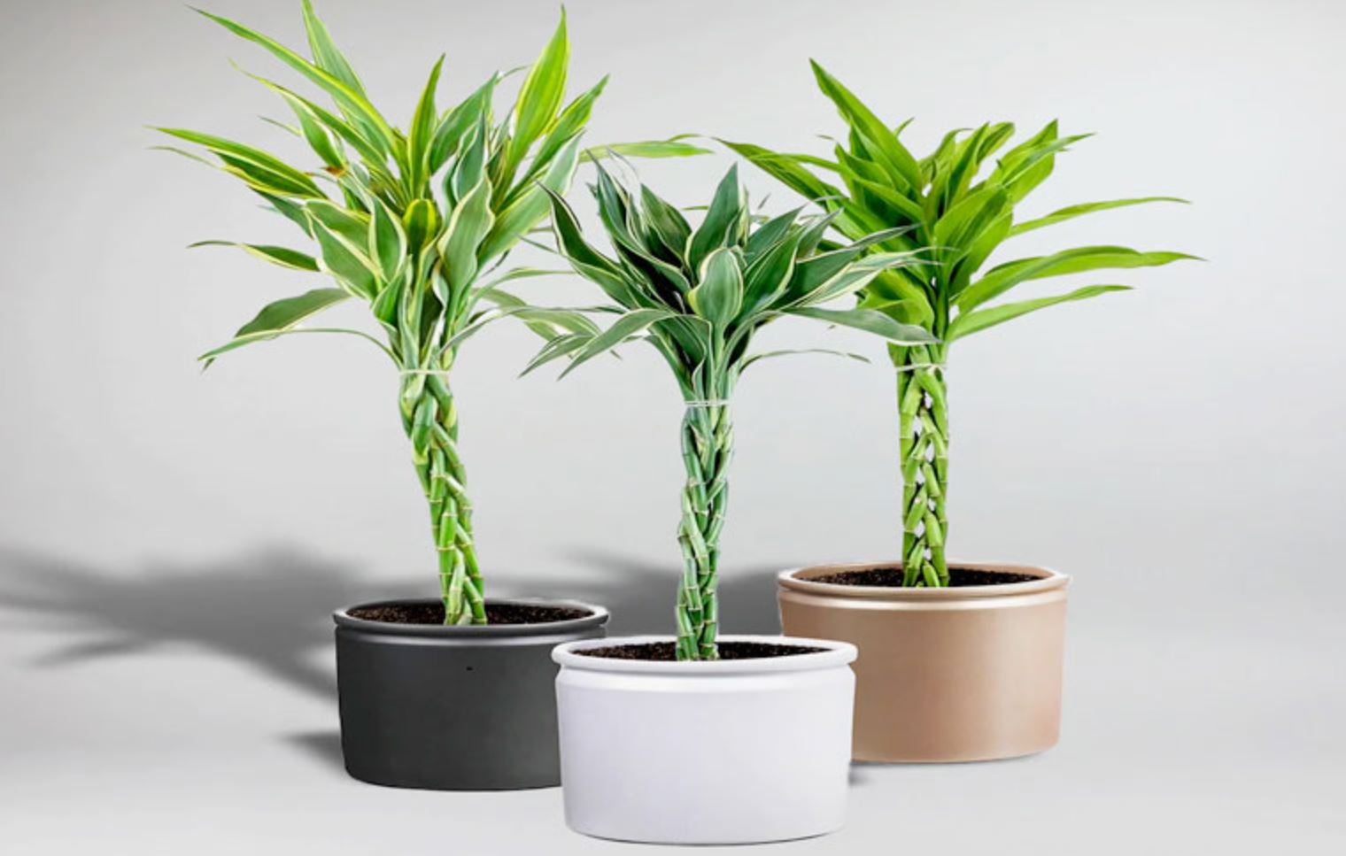 Phân loại Cây Trúc Phú Quý