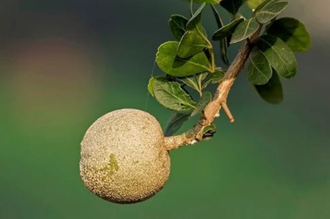 Qủa của Cây Cần Thăng