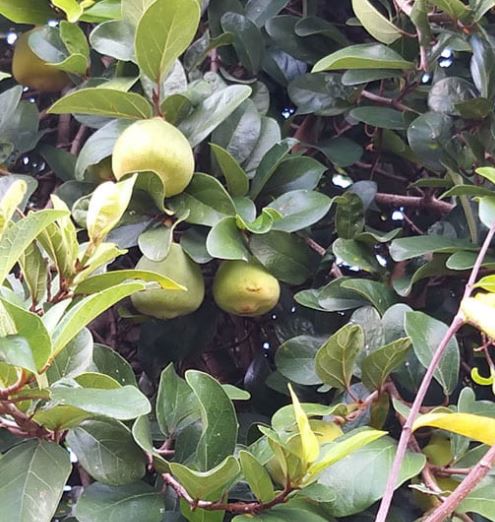 Qủa của Cây Vẩy Ốc