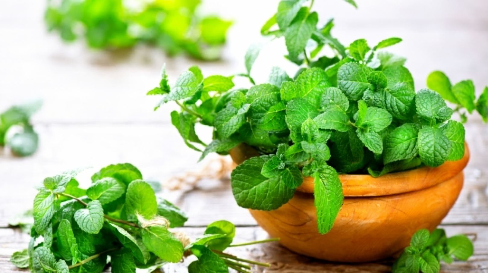 C&acirc;y rau bạc h&agrave;