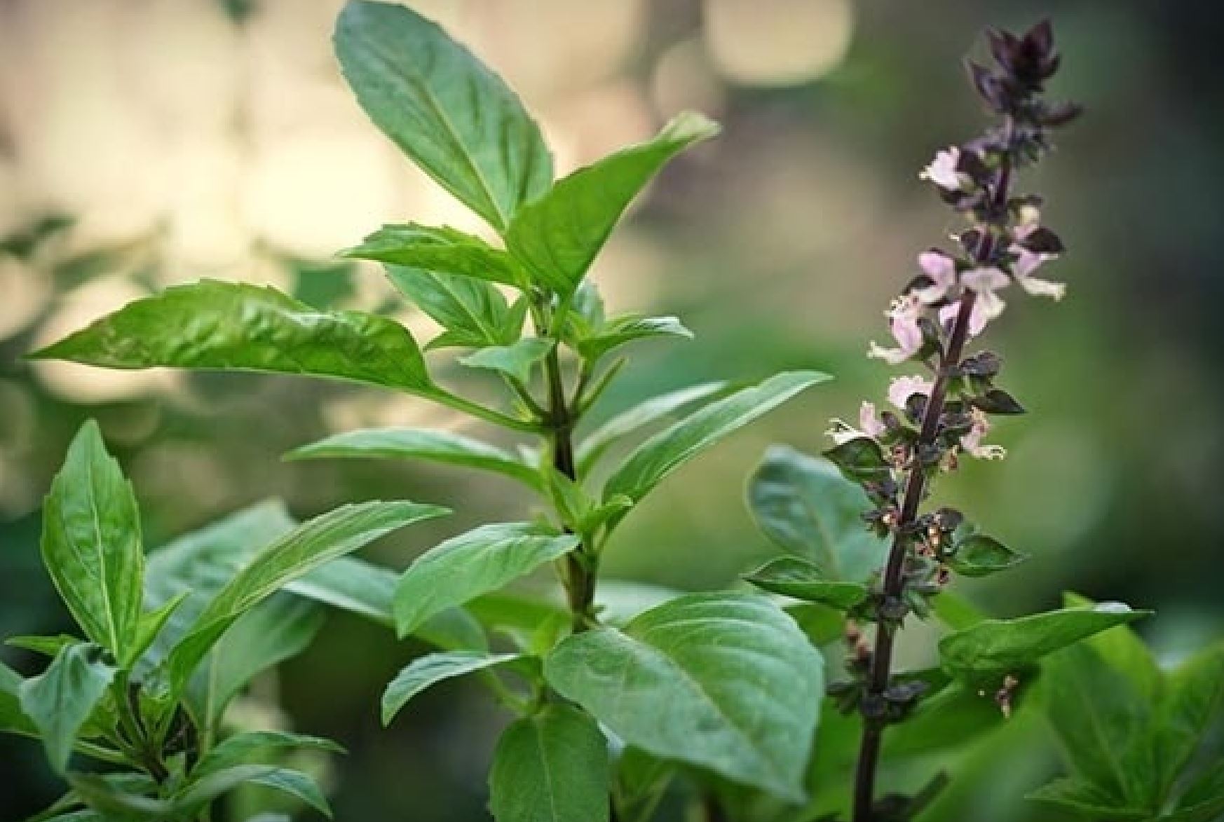 Rau H&uacute;ng Quế