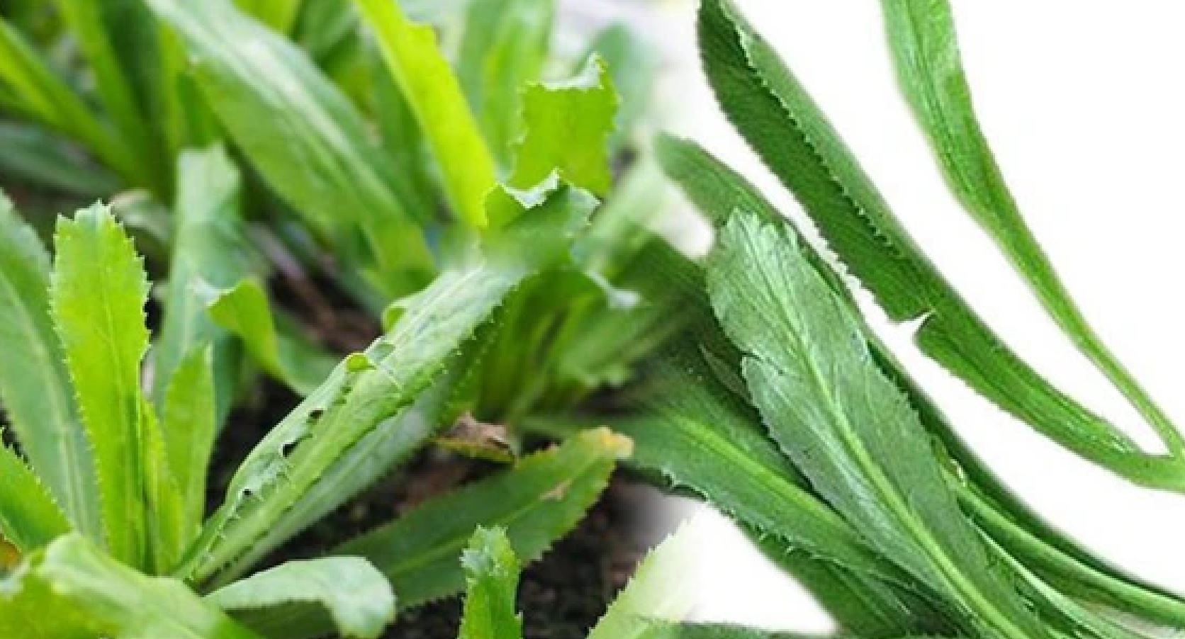 Rau m&ugrave;i t&agrave;u