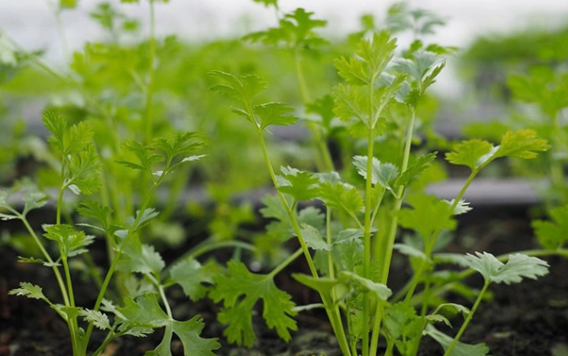 Rau m&ugrave;i t&acirc;y