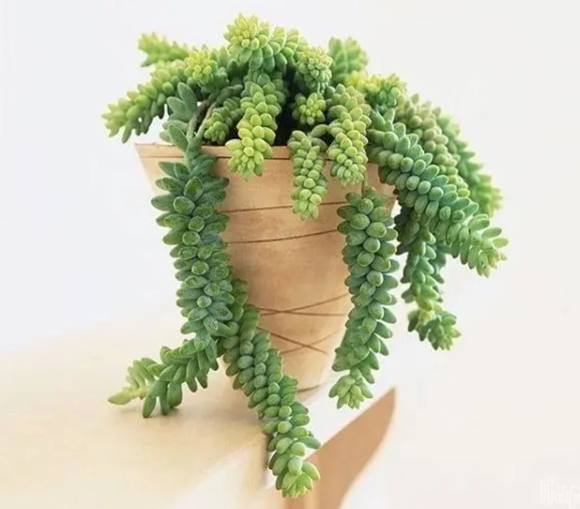 Sen đá chuỗi ngọc bi