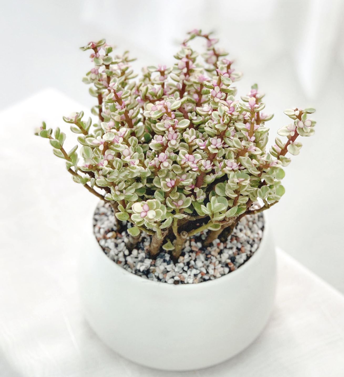 Sen đá đô la trắng