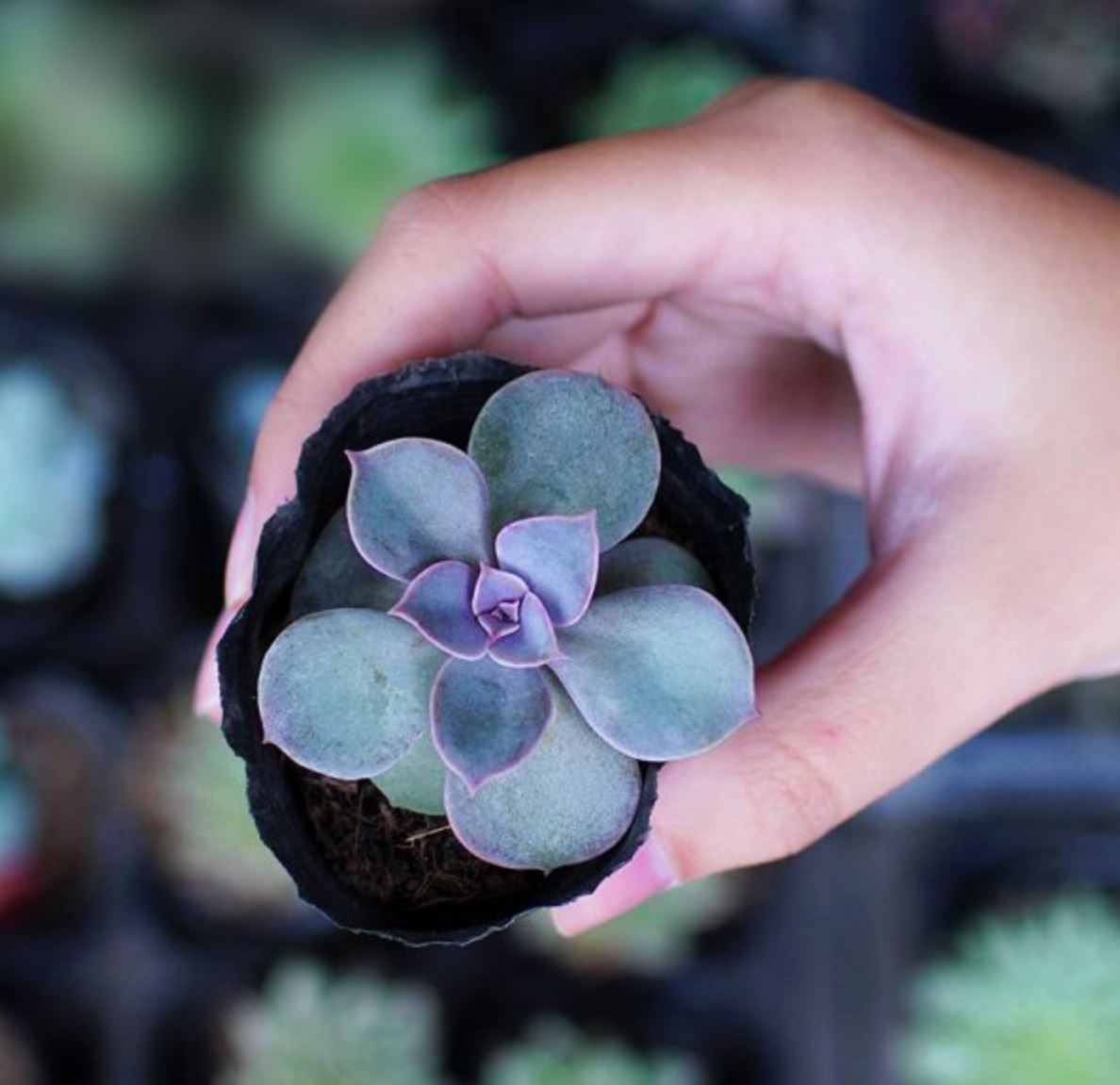 Sen đá hồng dâu