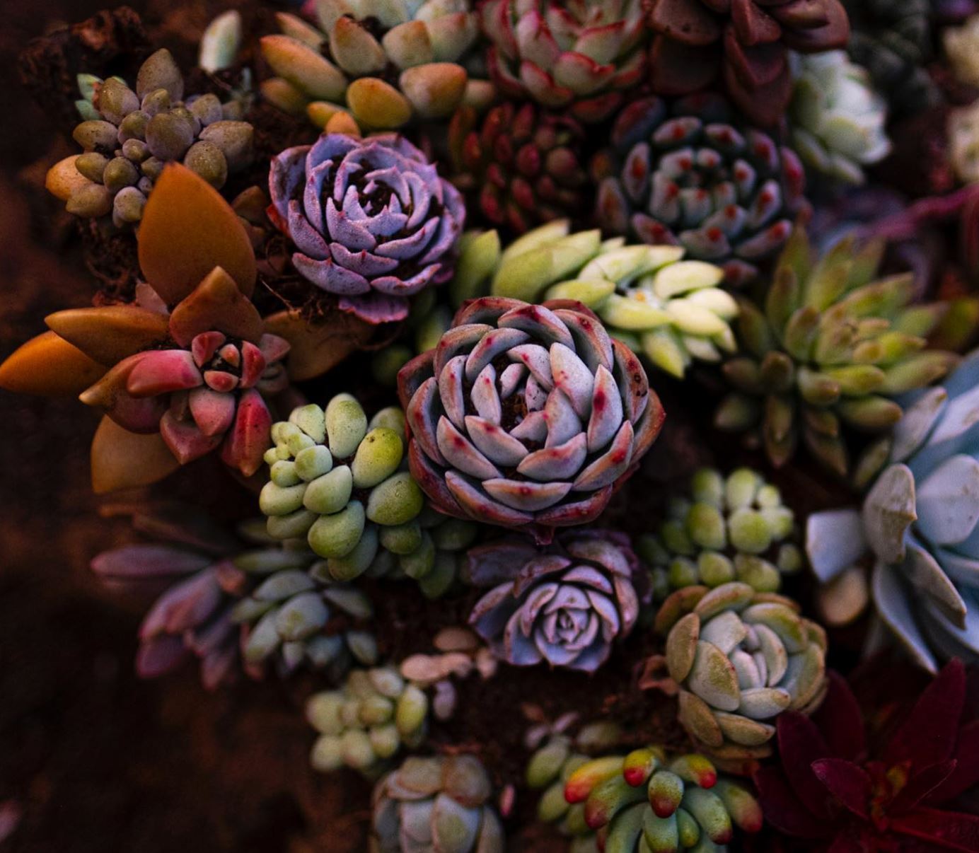 Sen đá là loài cây gì