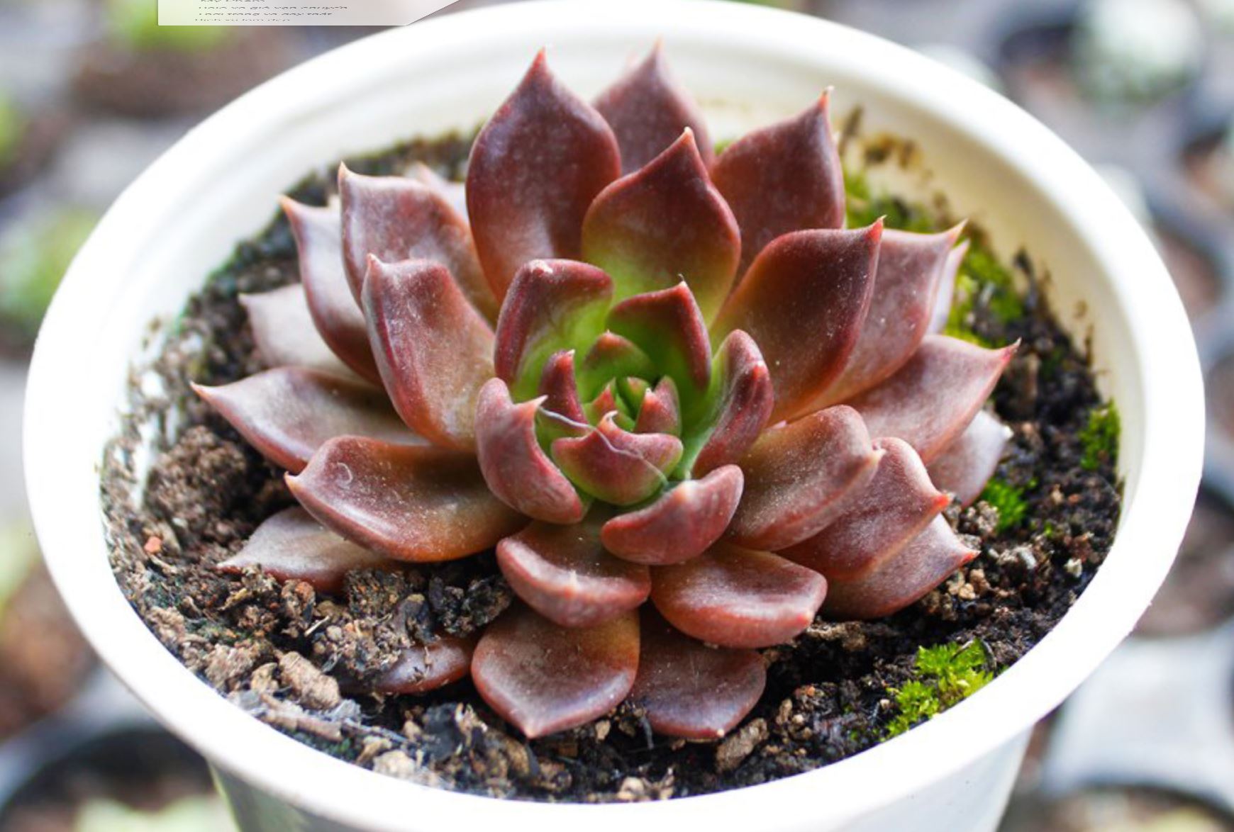 Sen đá mặt trăng