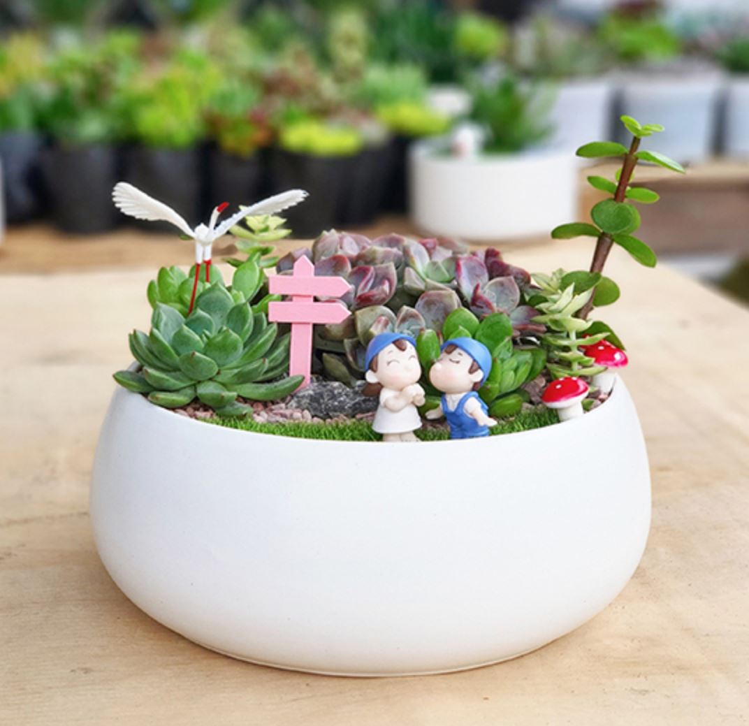 Sen đá là món quà ý nghĩa cho người thương