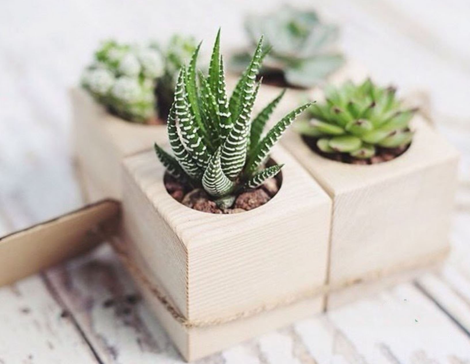 Sen đá móng rồng