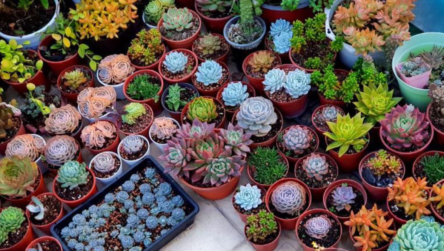 Sen đá tương sinh và tương hợp với các mệnh