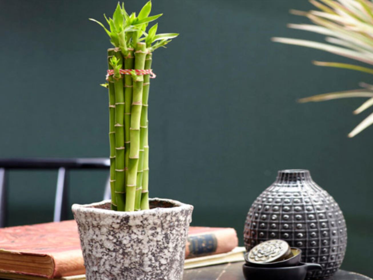 Số lượng Cây Trúc Phú Quý