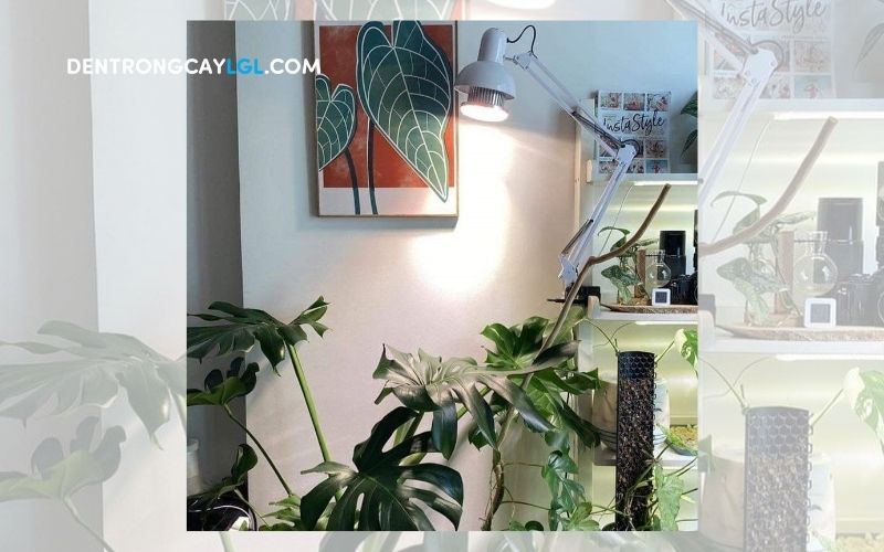 Dùng đèn trồng cây phong thủy trong nhà giúp cây phát triển khỏe mạnh hơn