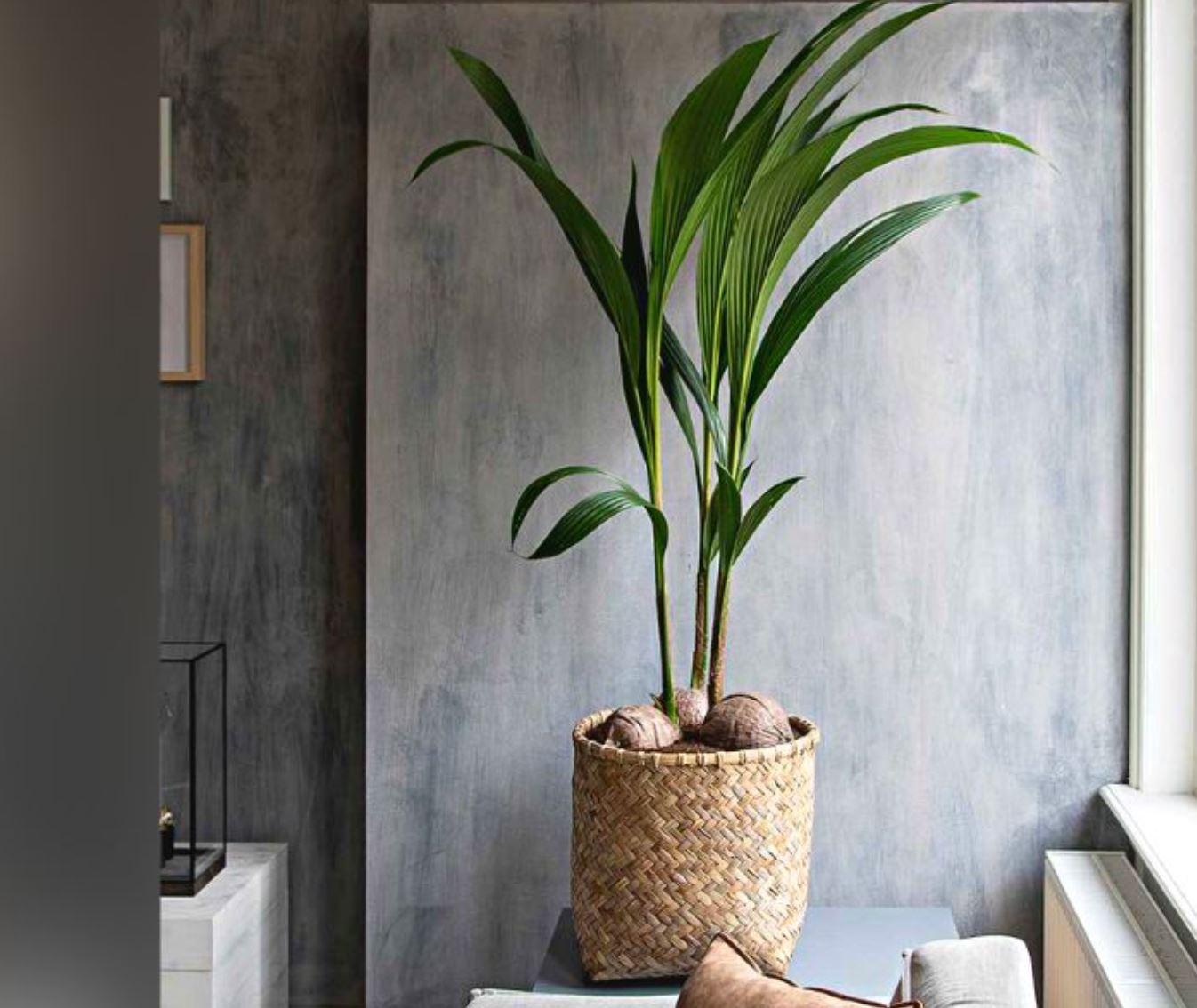 T&aacute;c dụng c&acirc;y Cọ Cảnh