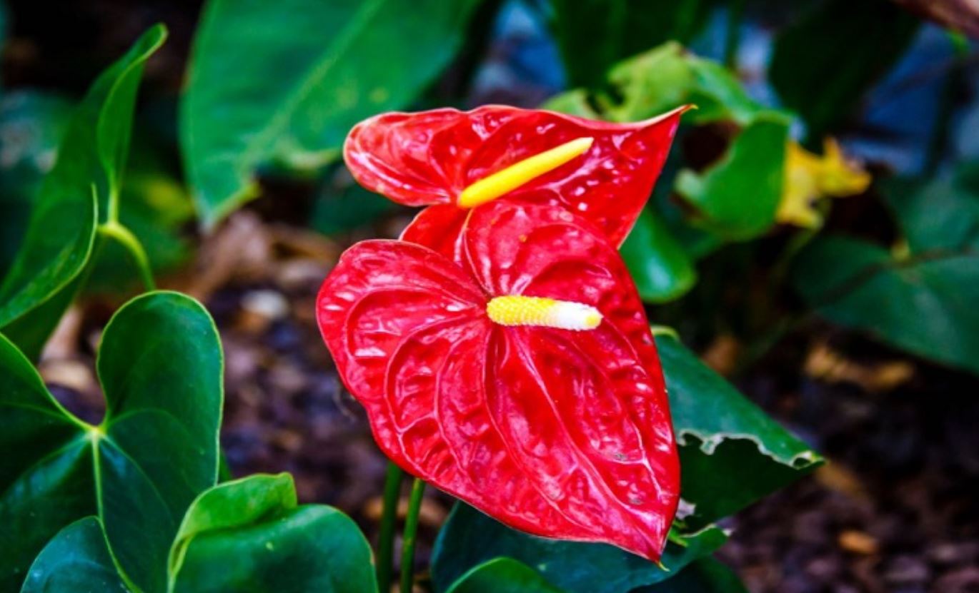 T&aacute;c dụng của c&acirc;y Hồng M&ocirc;n