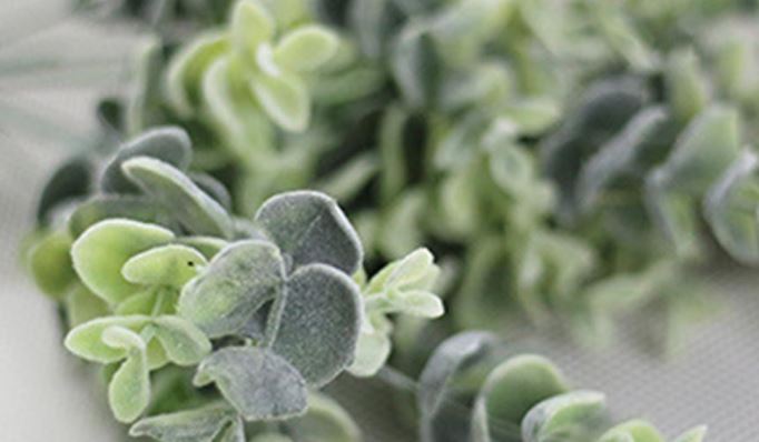 T&aacute;c dụng của c&acirc;y Khuynh Diệp