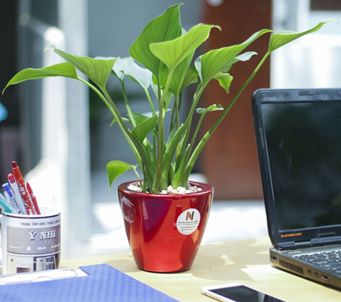 Tác dụng của cây Thanh Tâm