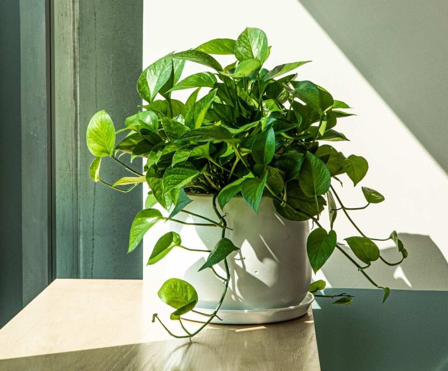 Tác dụng của Cây Trầu Bà