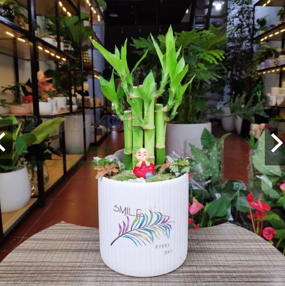 Tác dụng của Cây Trúc Phú Quý