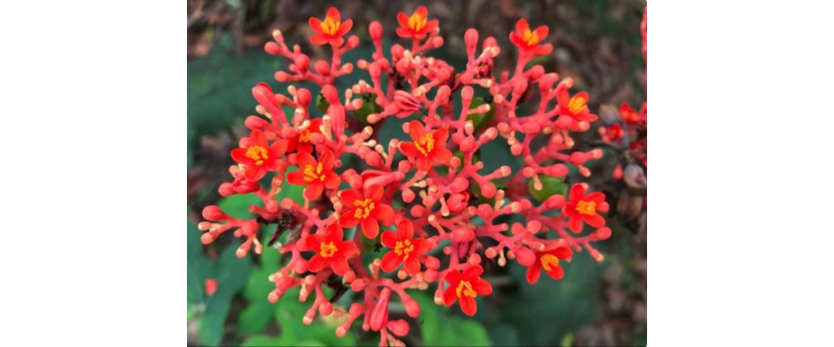 Cây cảnh trong nhà có độc - Cây ngô đồng