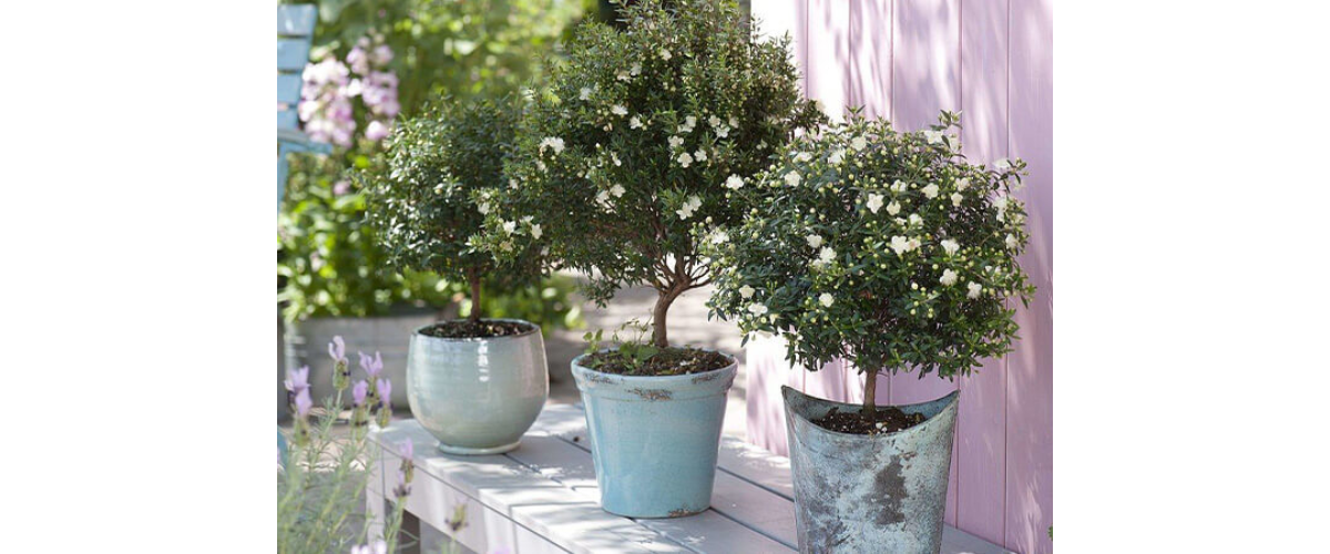 C&acirc;y cảnh dễ trồng trong nh&agrave; - C&acirc;y Hương Đ&agrave;o