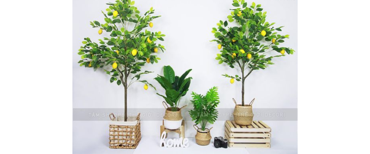 Cây cảnh nhựa để trong nhà - Cây chanh vàng giả